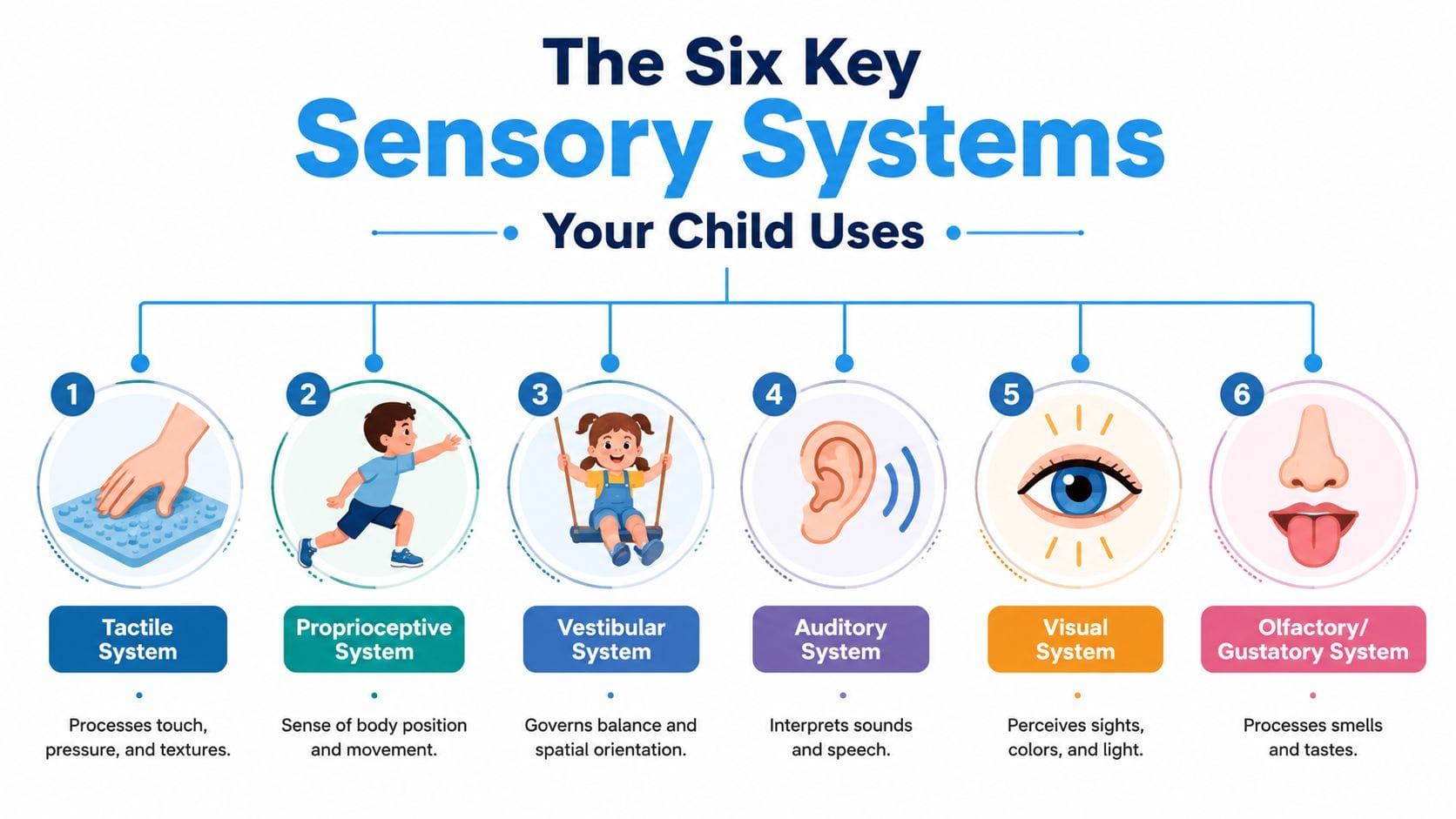 An infographic illustrating the six key sensory systems: tactile, proprioceptive, vestibular, auditory, visual, and olfactory/gustatory.