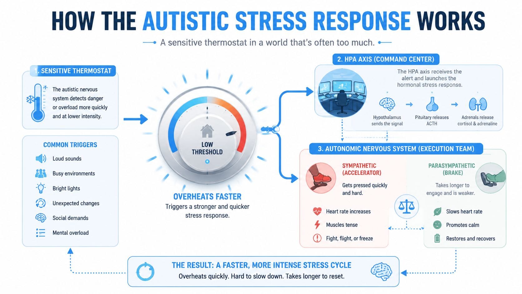 An infographic diagram explaining how the autistic nervous system processes stress and reacts to environmental triggers.